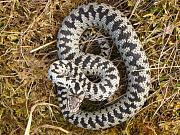 Vipera berus