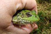 Pelophylax ridibundus