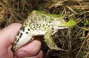 Pelophylax ridibundus