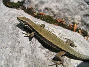 Podarcis muralis