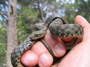 Natrix tessellata