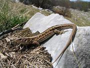 Lacerta agilis