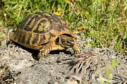 Testudo hermanni