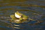 Pelophylax ridibundus