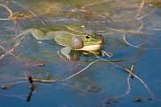 Pelophylax ridibundus