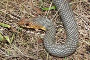 Dolichophis caspius