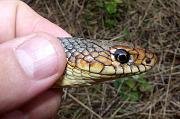 Dolichophis caspius