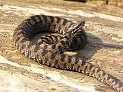 Vipera berus