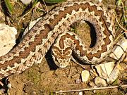 Vipera ursinii