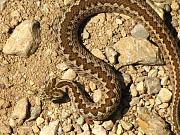 Vipera ursinii