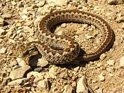 Vipera ursinii