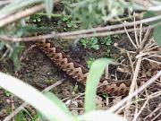 Vipera ammodytes