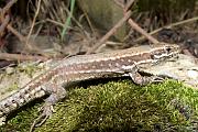 Podarcis muralis