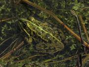 Pelophylax/Rana sp.