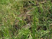 Dolichophis caspius