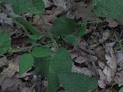 Lacerta viridis