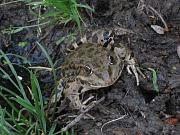 Pelophylax ridibundus