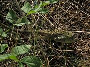 Lacerta viridis