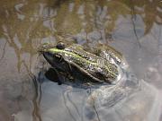 Pelophylax/Rana sp.