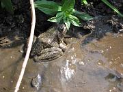 Pelophylax/Rana sp.