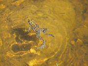 Pelophylax ridibundus