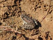 Pelophylax ridibundus