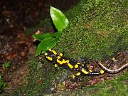 Salamandra salamandra