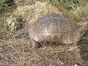 Testudo graeca