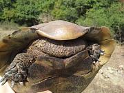 Testudo graeca