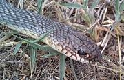 Dolichophis caspius