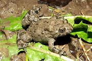 Bombina variegata