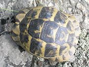 Testudo graeca