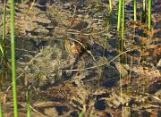 Pelophylax ridibundus