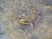 Pelophylax ridibundus