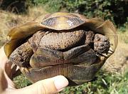 Testudo graeca