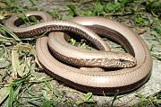 Anguis fragilis s.l.