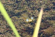 Pelophylax ridibundus