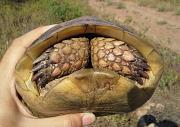 Testudo graeca