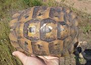 Testudo graeca