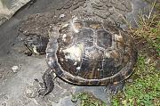 Trachemys scripta