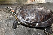 Trachemys scripta