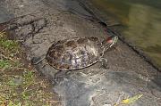 Trachemys scripta