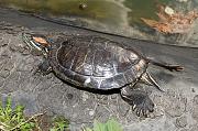 Trachemys scripta