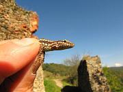 Podarcis muralis