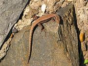 Podarcis muralis