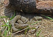 Natrix tessellata