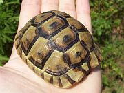 Testudo graeca