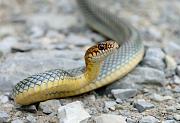 Dolichophis caspius