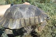 Testudo marginata