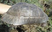 Testudo marginata